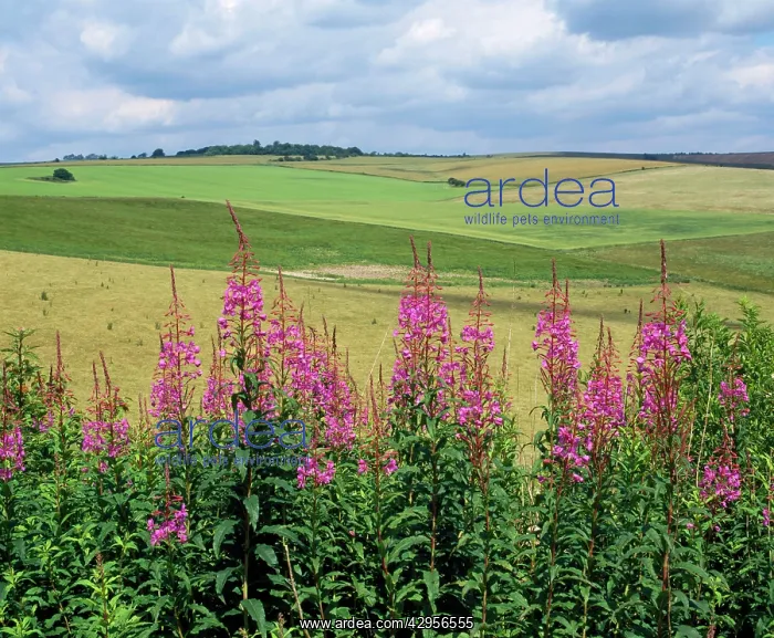 : Rosebay Willowherb : Rosebay Willowherb