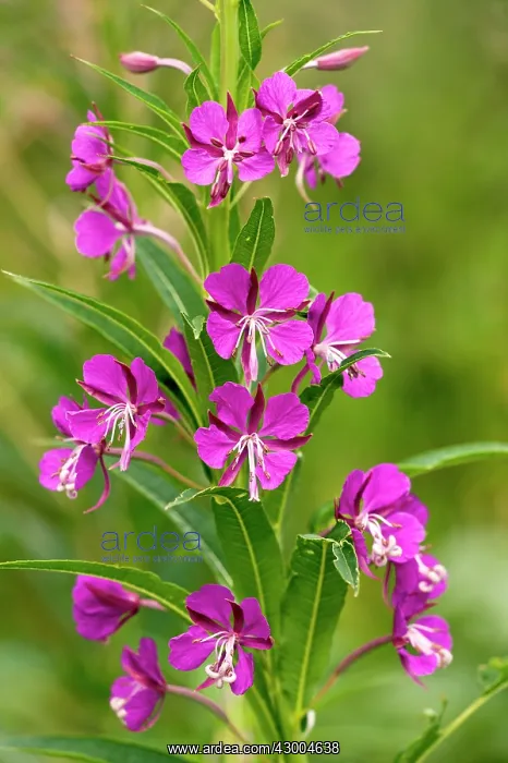 : Rosebay Willowherb : Rosebay Willowherb