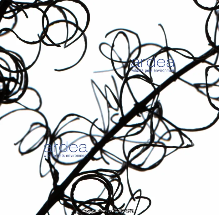 : Rosebay Willowherb : Rosebay Willowherb