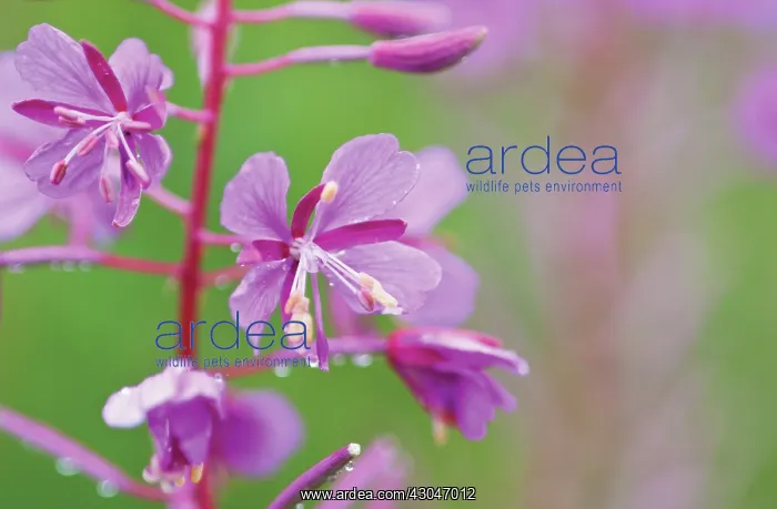 : Rosebay Willowherb : Rosebay Willowherb
