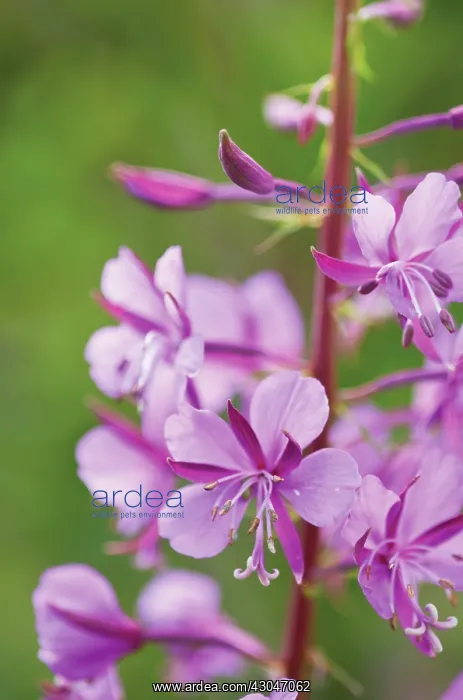 : Rosebay Willowherb : Rosebay Willowherb