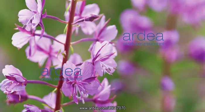  : Rosebay Willowherb