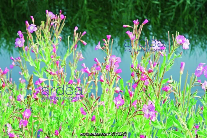 : Rosebay willowherb, Chamaenerion Angustifolium, Side view of : Rosebay willowherb, Chamaenerion Angustifolium, Side view of