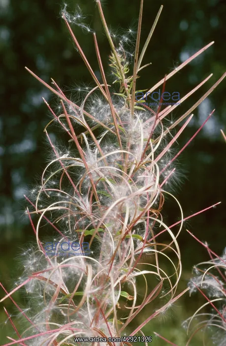 : Rosebay Willowherb - seeds : Rosebay Willowherb - seeds