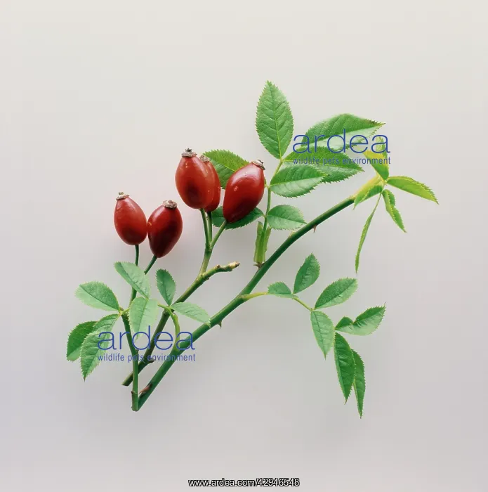 : Rosehip, Rosa canina : Rosehip, Rosa canina