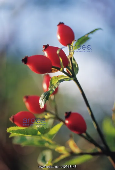 : Rosehip, Rosa canina : Rosehip, Rosa canina
