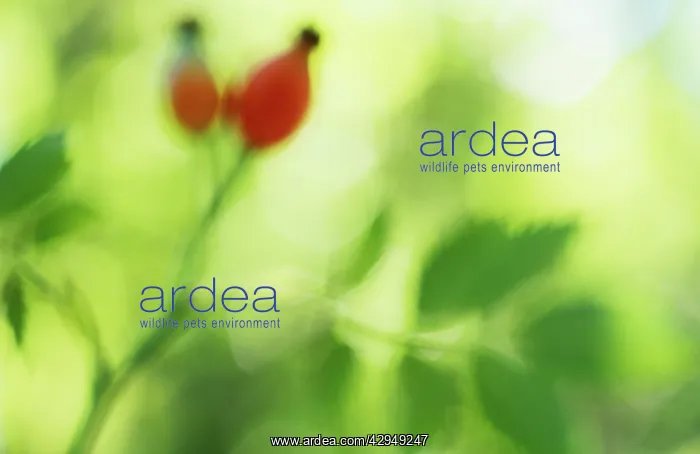 : Rosehip, Rosa canina : Rosehip, Rosa canina