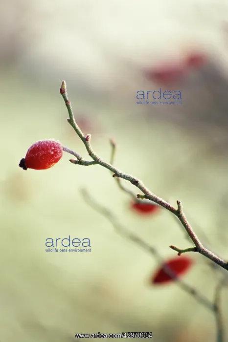 : Rosehip, Rosa canina : Rosehip, Rosa canina