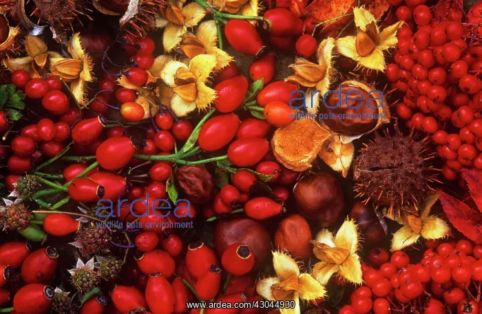 : Rosehip, Rosa : Rosehip, Rosa