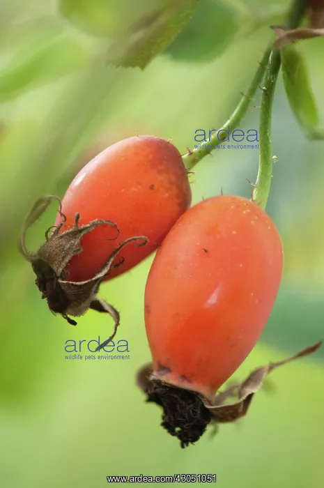 : Rosehip, Rosa : Rosehip, Rosa