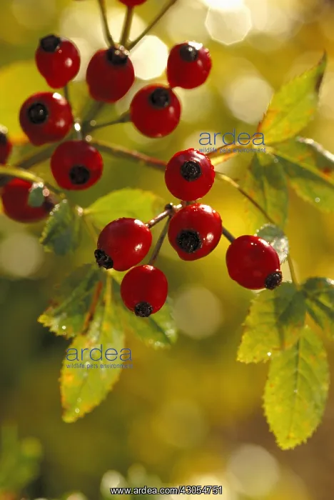 : Rosehip, Rosa canina : Rosehip, Rosa canina