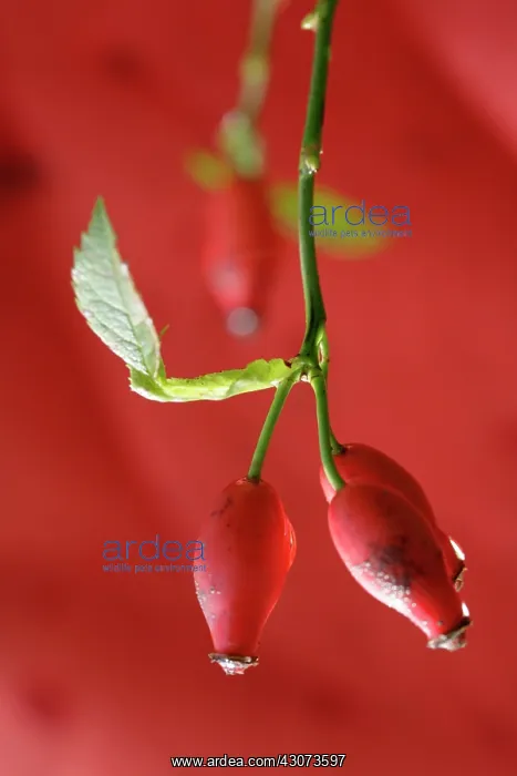: Rosehip, Rosa canina : Rosehip, Rosa canina