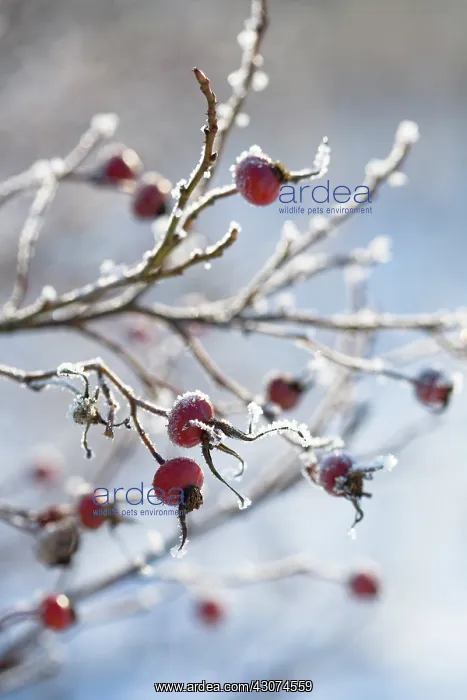 : Rosehip, Rosa canina : Rosehip, Rosa canina