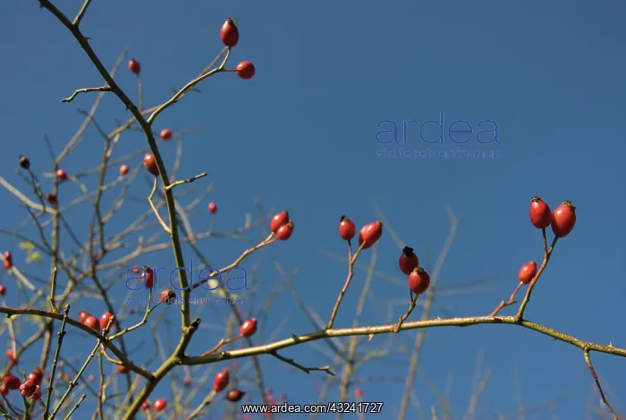 : Rosehip, Rosa canina : Rosehip, Rosa canina