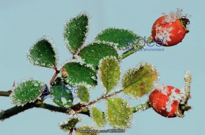  : Rosehip with frost in winter