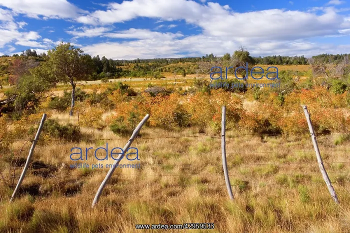 : Rosehip - landscape of grazing land - autumn : Rosehip - landscape of grazing land - autumn