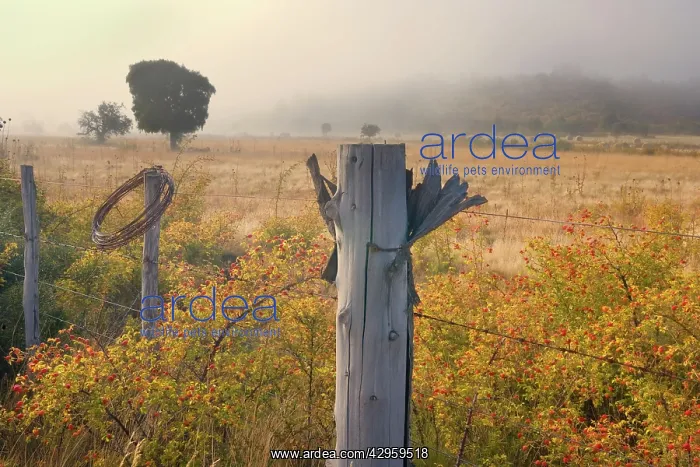 : Rosehip - morning fog over landscape of grazing land : Rosehip - morning fog over landscape of grazing land