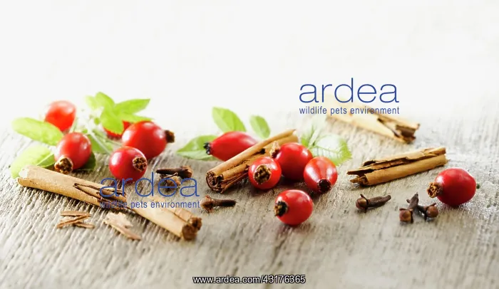 : Rosehip, Rosa canina. Several hips arranged with : Rosehip, Rosa canina. Several hips arranged with