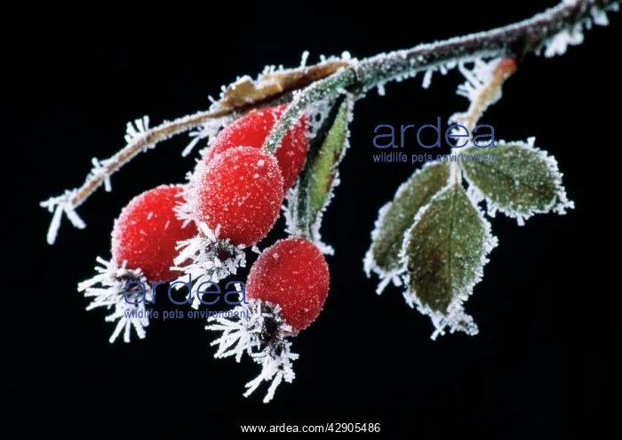 : ROSEHIPS / Dog Rose - Hips covered in frost in winter : ROSEHIPS / Dog Rose - Hips covered in frost in winter