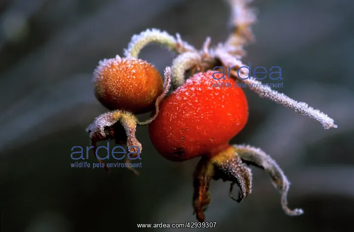 : Rosehips after sharp December frost : Rosehips after sharp December frost