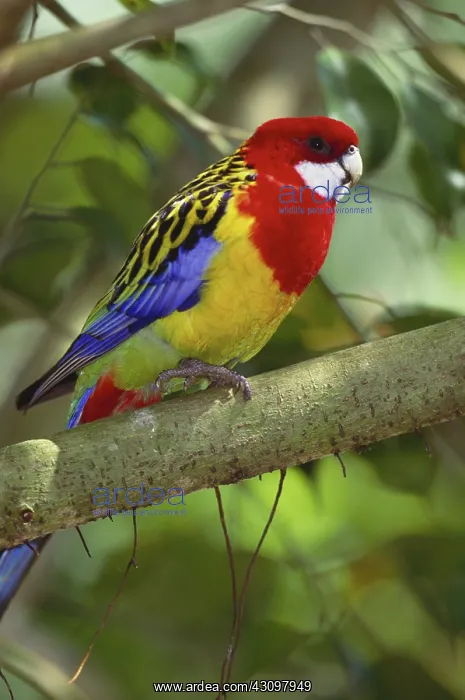 : Rosella. Australia, Rosella (Platycercus eximius) perching on branch : Rosella. Australia, Rosella (Platycercus eximius) perching on branch