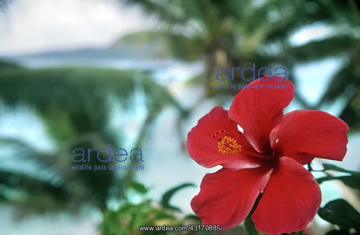 : Rosemallow : Rosemallow