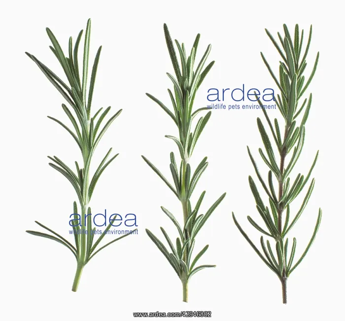 : Rosemary, Rosmarinus officinalis : Rosemary, Rosmarinus officinalis