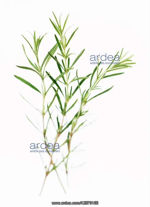 : Rosemary, Rosemarinus officinalis : Rosemary, Rosemarinus officinalis
