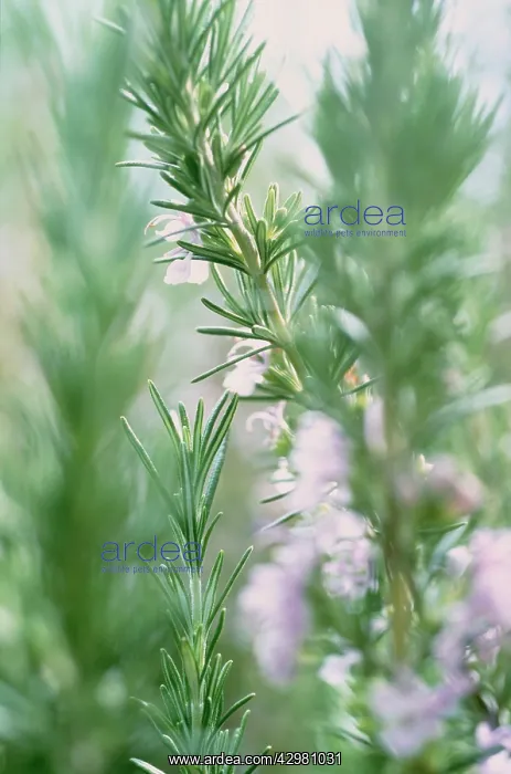 : Rosemary, Rosmarinus officinalis : Rosemary, Rosmarinus officinalis