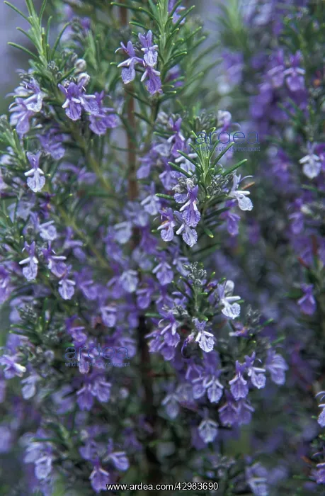  : Rosemary, Rosmarinus officinalis Beneden blue