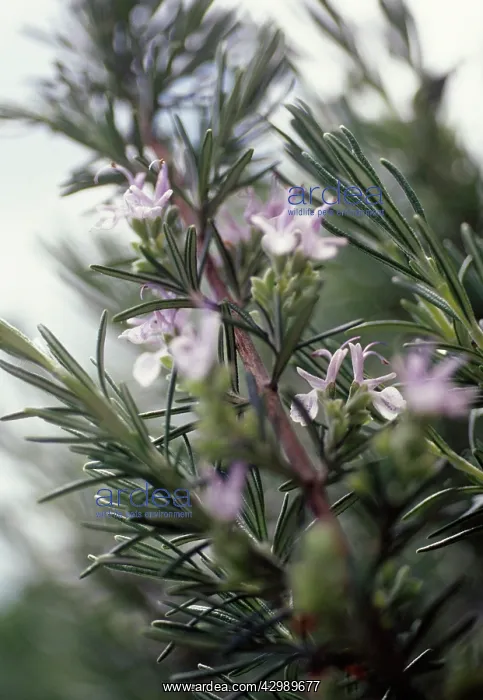 : Rosemary, Rosmarinus officinalis : Rosemary, Rosmarinus officinalis