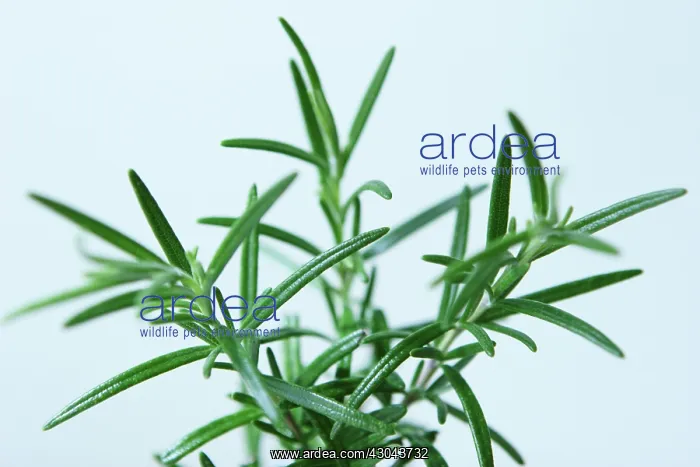 : Rosemary, Rosmarinus officinalis : Rosemary, Rosmarinus officinalis