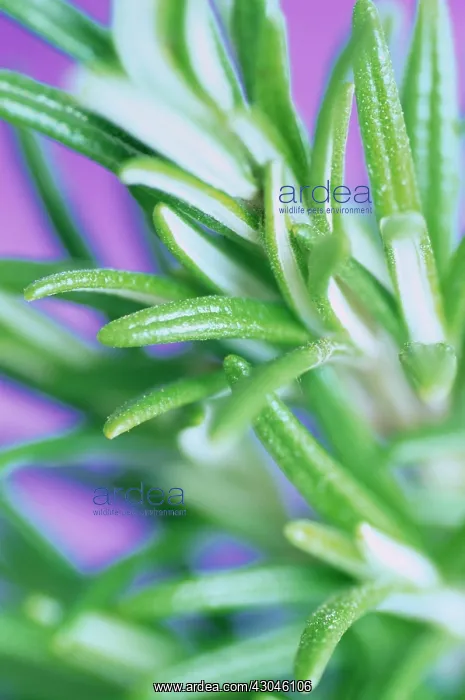 : Rosemary, Rosmarinus officinalis : Rosemary, Rosmarinus officinalis