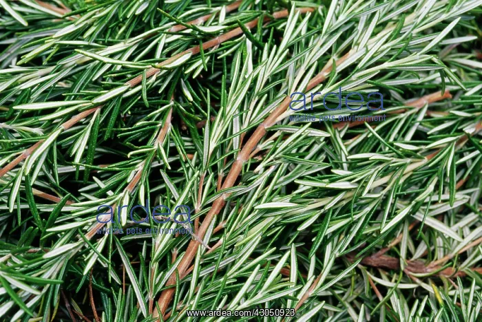 : Rosemary, Rosmarinus officinalis : Rosemary, Rosmarinus officinalis