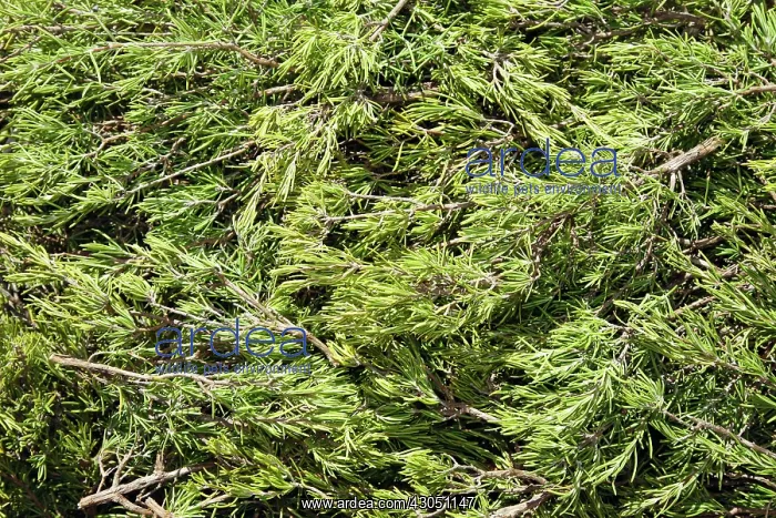 : Rosemary, Rosmarinus officinalis : Rosemary, Rosmarinus officinalis