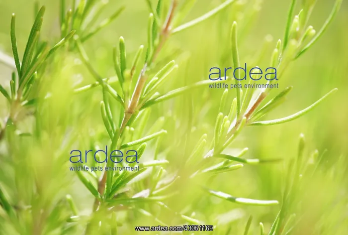 : Rosemary, Rosmarinus officinalis : Rosemary, Rosmarinus officinalis