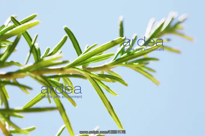 : Rosemary, Rosmarinus officinalis : Rosemary, Rosmarinus officinalis