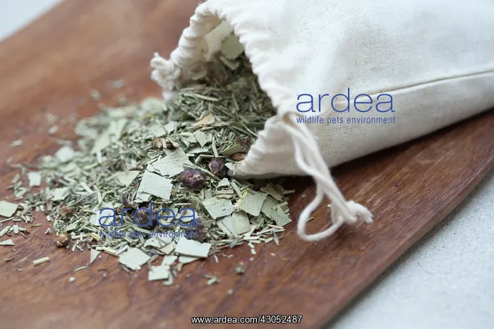 : Rosemary, Rosmarinus officinalis : Rosemary, Rosmarinus officinalis