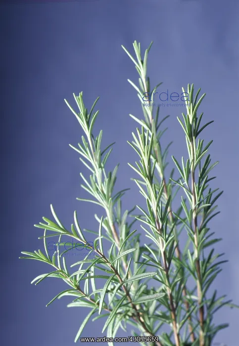 : Rosemary, Rosmarinus officinalis : Rosemary, Rosmarinus officinalis