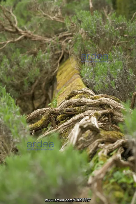 : Rosemary, Rosmarinus officinalis : Rosemary, Rosmarinus officinalis