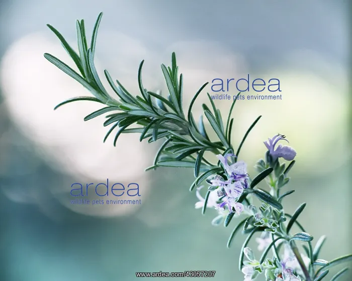  : Rosemary, Rosmarinus officinalis