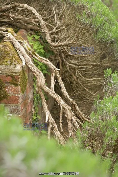  : Rosemary, Rosmarinus officinalis
