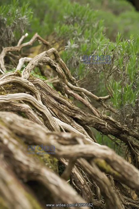 : Rosemary, Rosmarinus officinalis : Rosemary, Rosmarinus officinalis