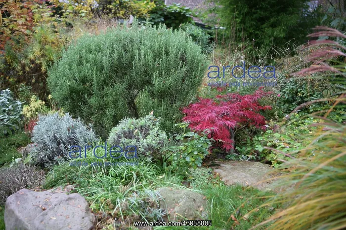 : Rosemary, Rosmarinus officinalis : Rosemary, Rosmarinus officinalis