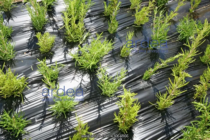 : Rosemary, Rosmarinus officinalis : Rosemary, Rosmarinus officinalis