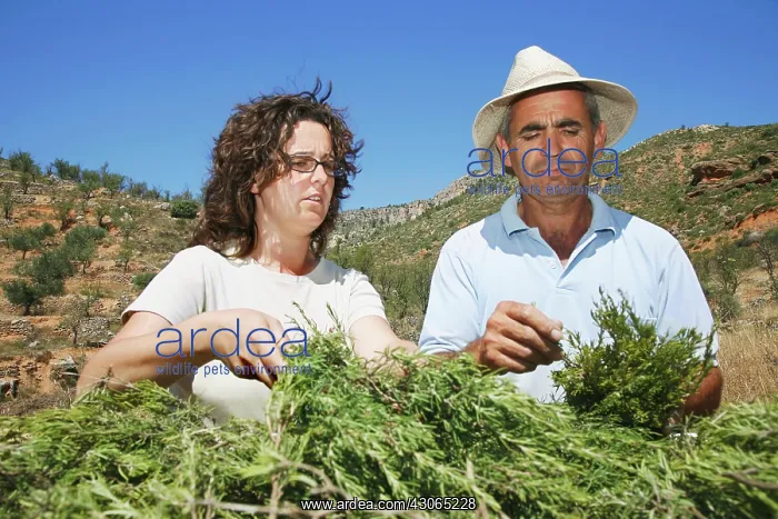  : Rosemary, Rosmarinus officinalis