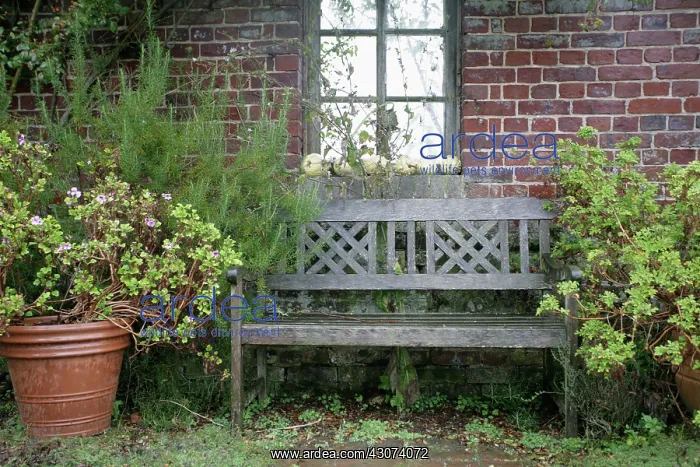 : Rosemary, Rosmarinus officinalis : Rosemary, Rosmarinus officinalis