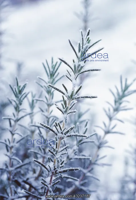 : Rosemary, Rosmarinus officinalis : Rosemary, Rosmarinus officinalis