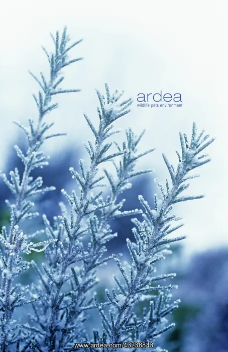  : Rosemary, Rosmarinus officinalis
