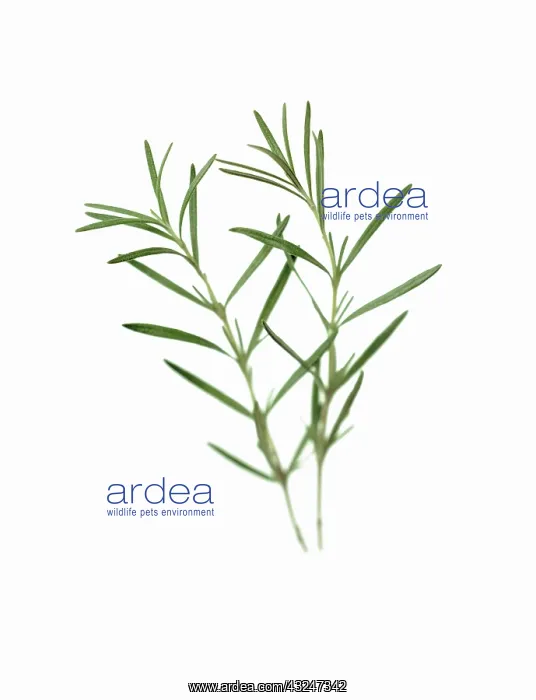 : Rosemary, Rosmarinus officinalis : Rosemary, Rosmarinus officinalis